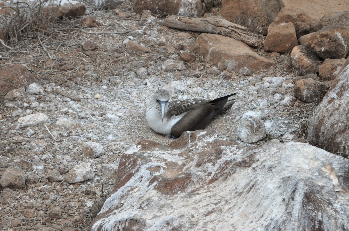 Blue-footed Booby - ML615694835