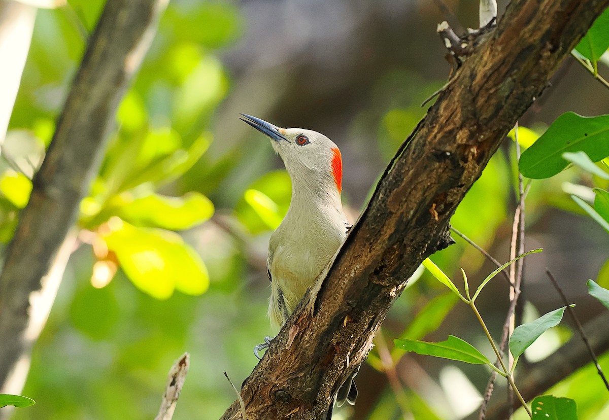 West Indian Woodpecker - ML615694976
