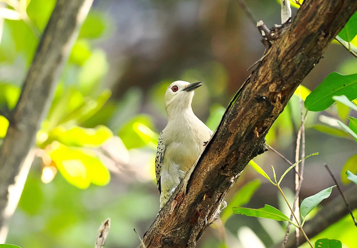 West Indian Woodpecker - ML615694983