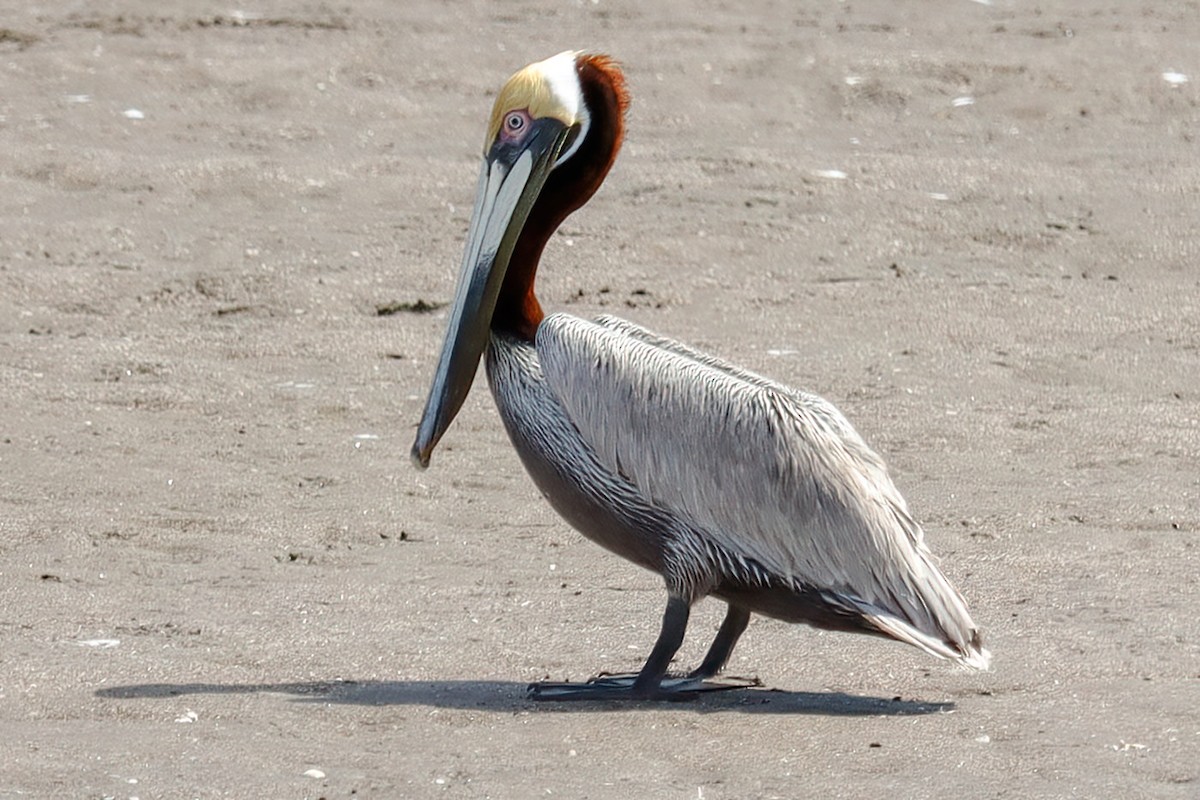 pelikán hnědý - ML615695041