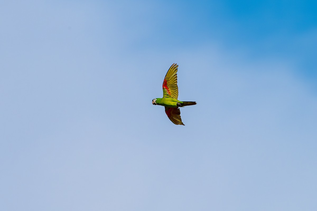 Red-shouldered Macaw - ML615695251