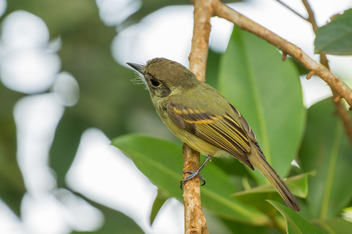 Sepia-capped Flycatcher - ML615695288