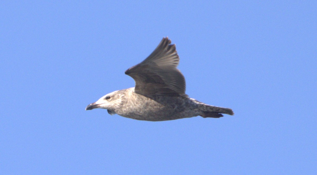 Herring Gull (American) - ML615695694