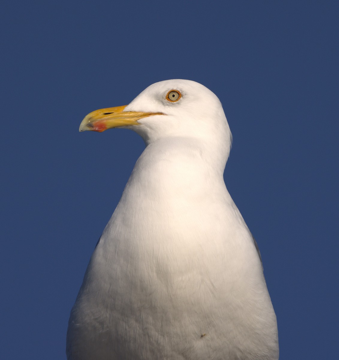 Herring Gull (American) - David Nicosia