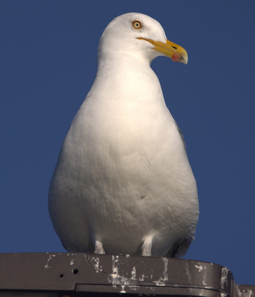 Herring Gull (American) - David Nicosia