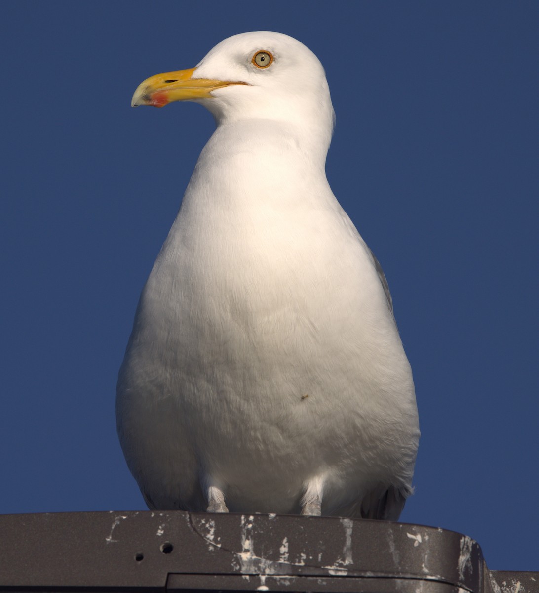 Herring Gull (American) - ML615695698
