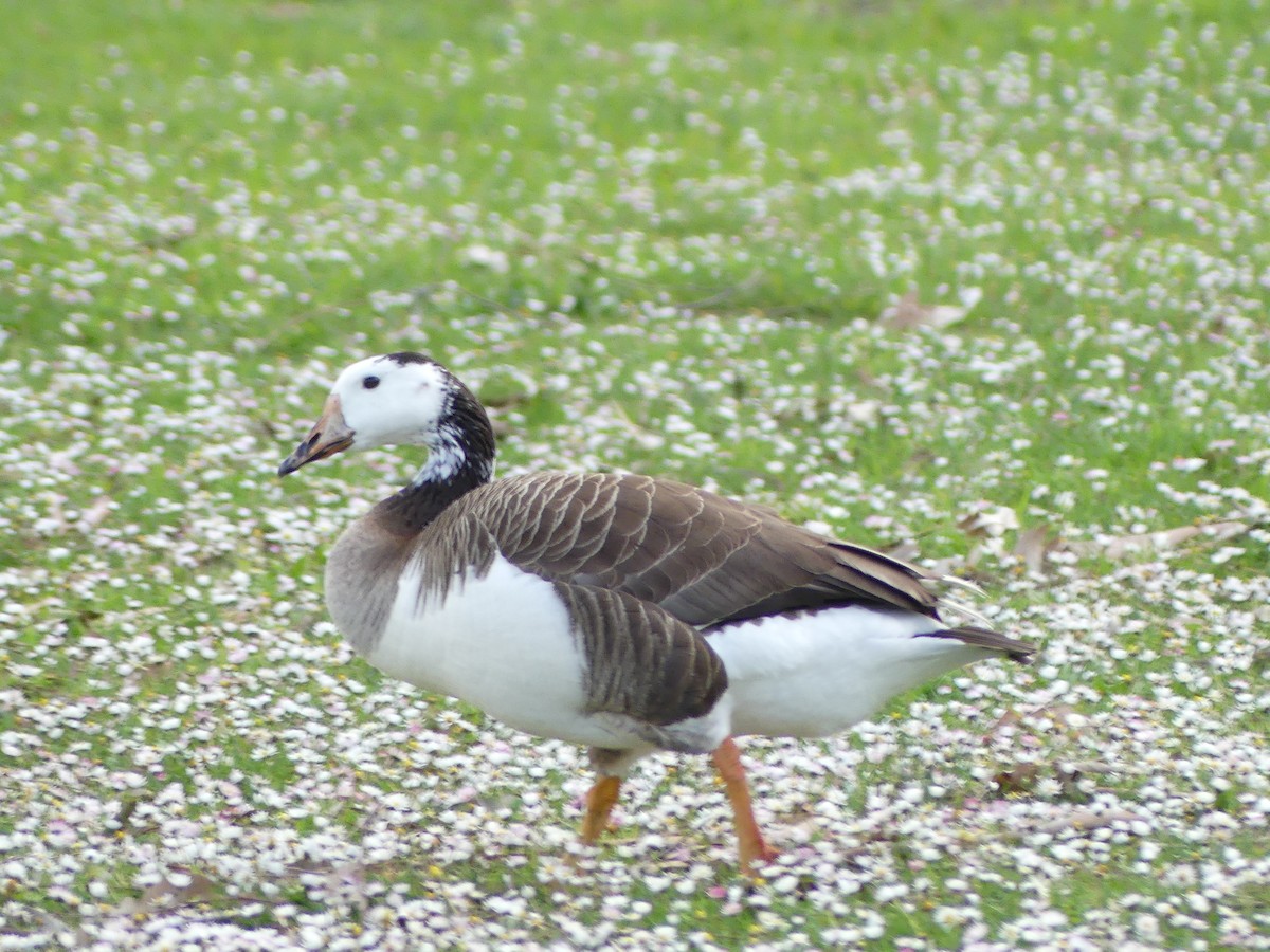 Domestic goose sp. x Canada Goose (hybrid) - ML615695699