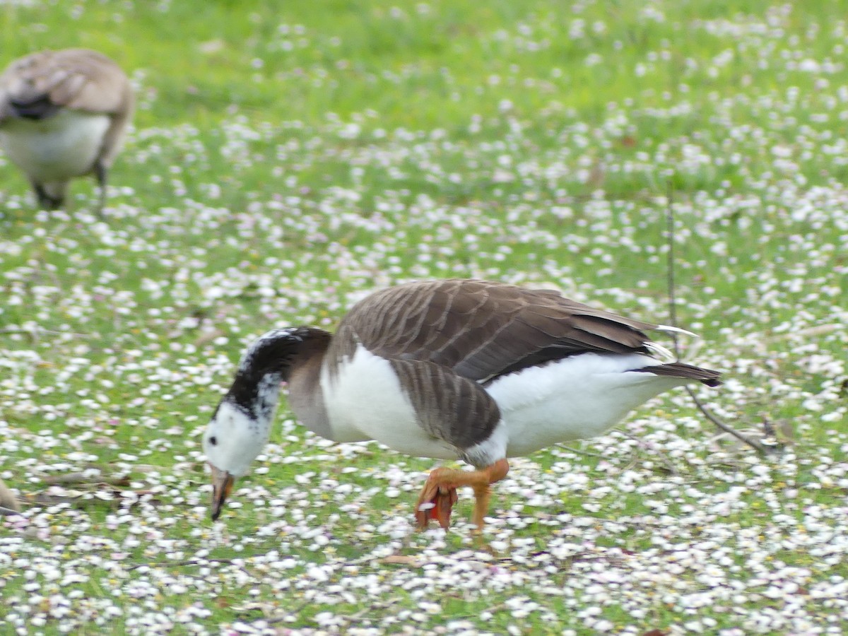 Domestic goose sp. x Canada Goose (hybrid) - ML615695717