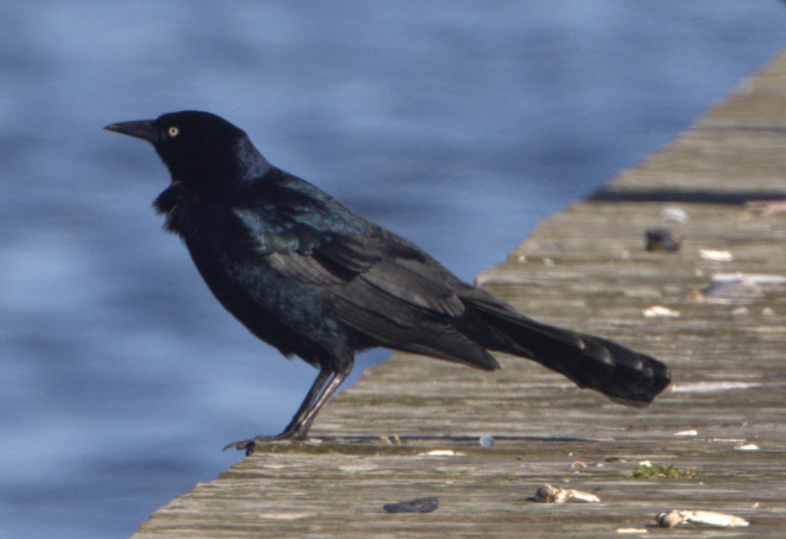 Boat-tailed Grackle - ML615695729