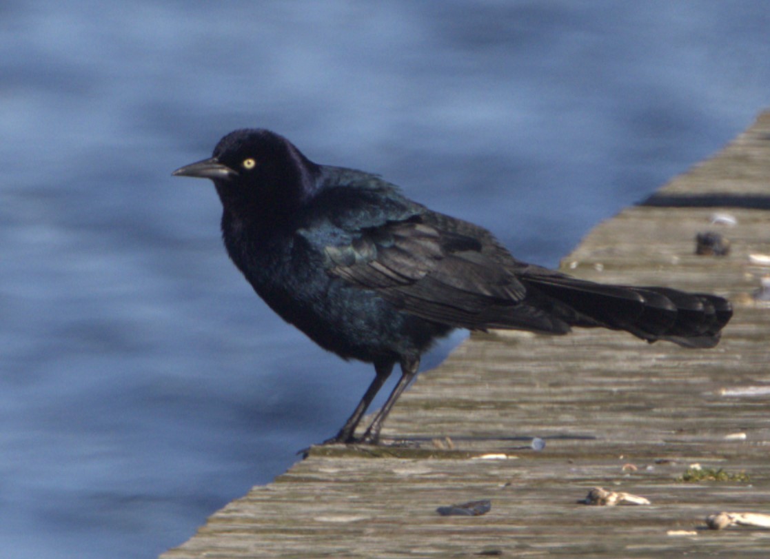 Boat-tailed Grackle - ML615695730