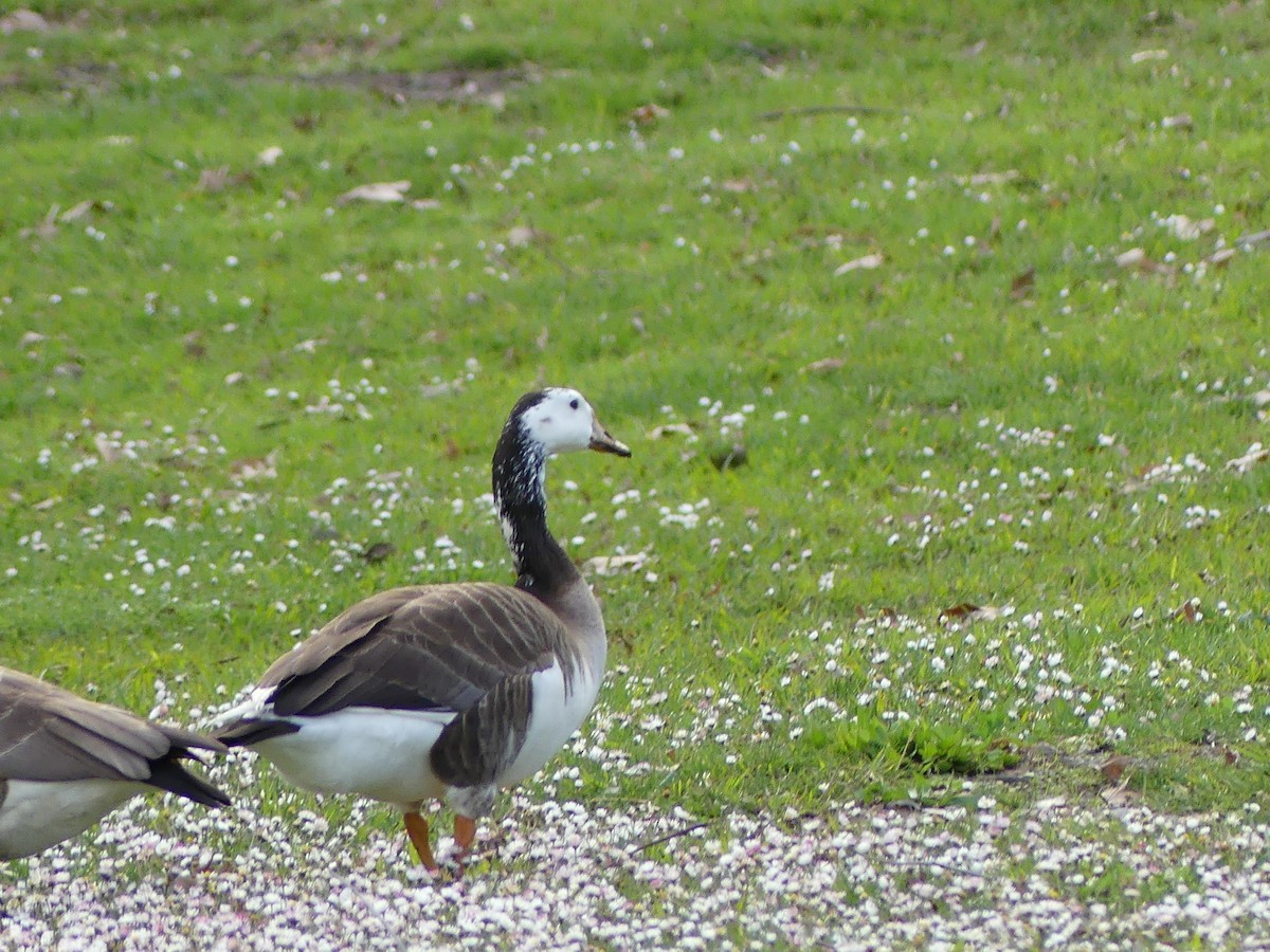 Domestic goose sp. x Canada Goose (hybrid) - ML615695731