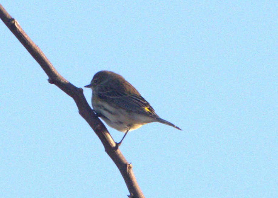Yellow-rumped Warbler (Myrtle) - ML615695739