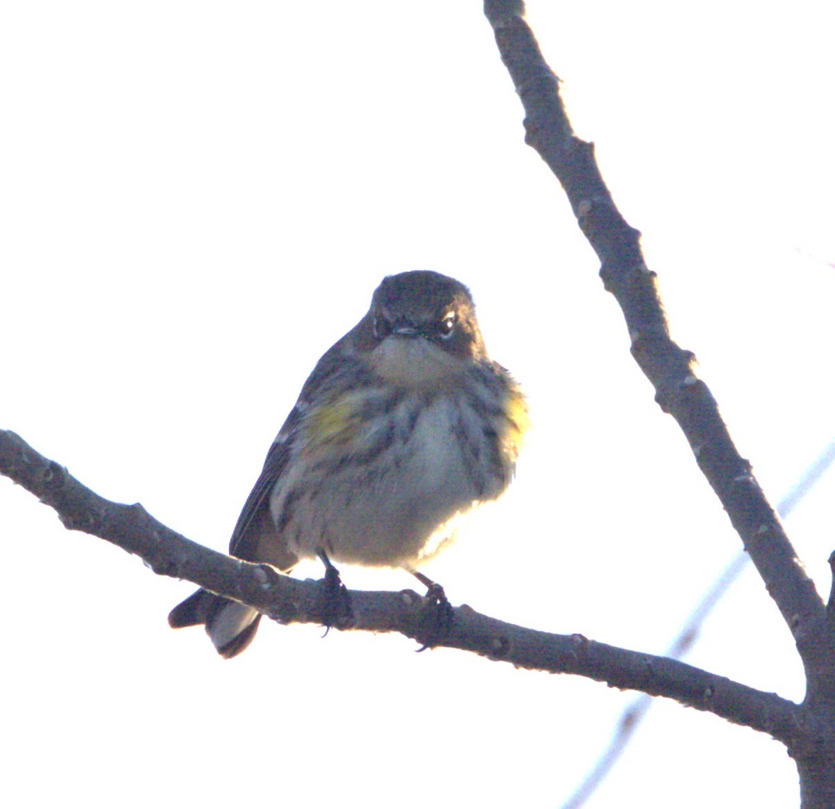 Yellow-rumped Warbler (Myrtle) - ML615695741