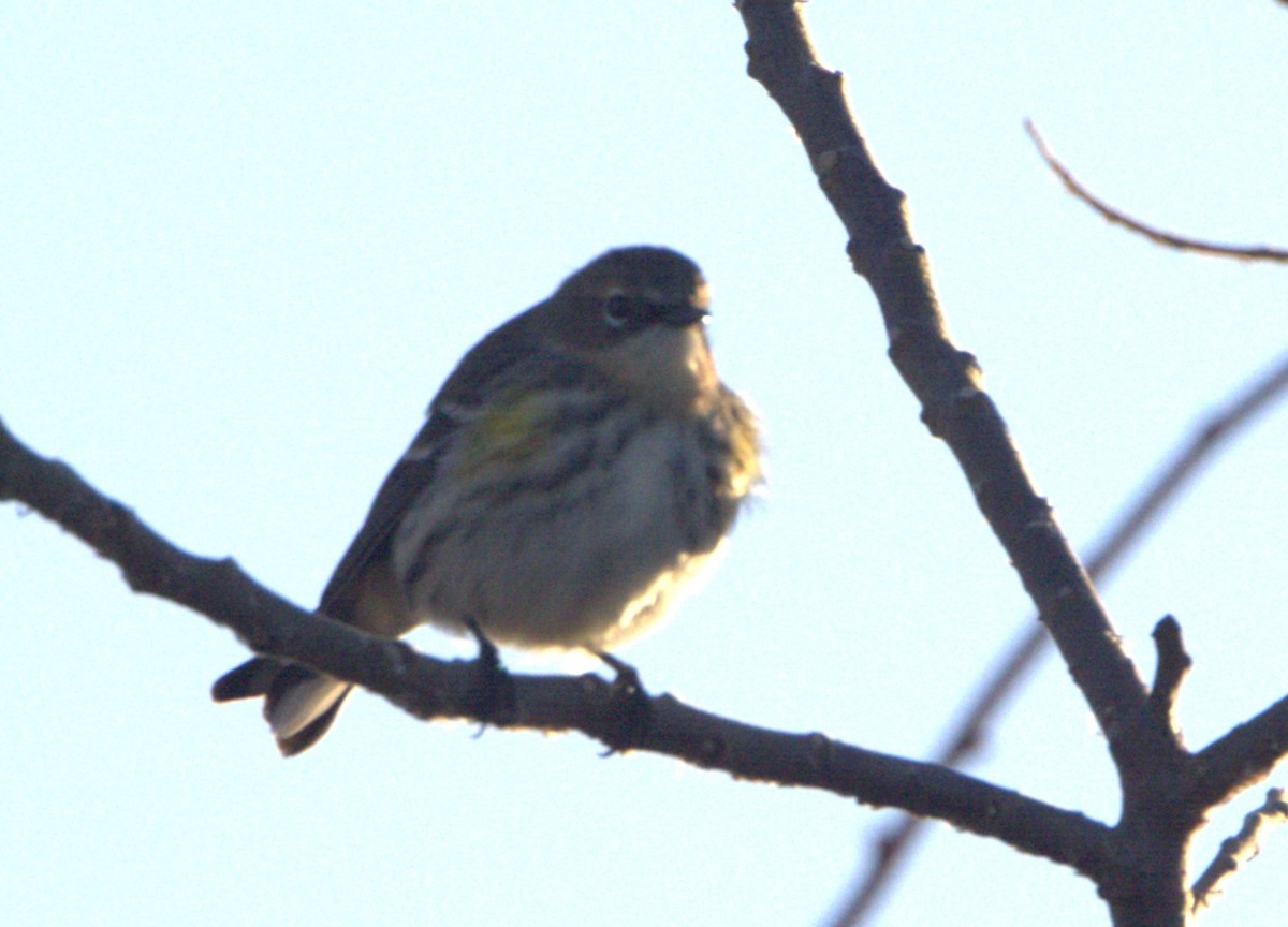 Yellow-rumped Warbler (Myrtle) - ML615695742