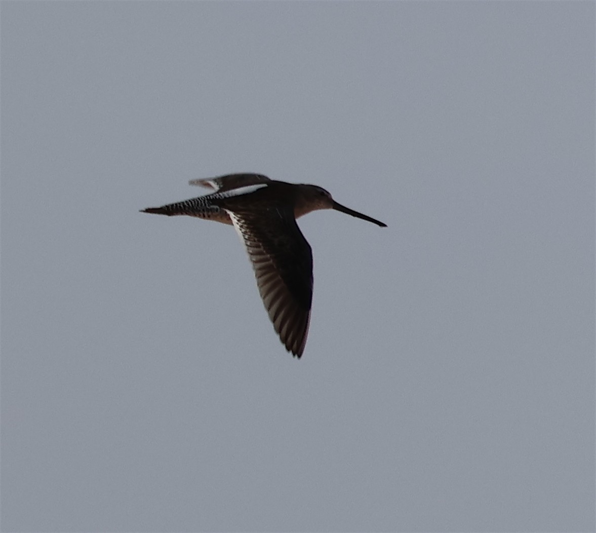 Long-billed Dowitcher - ML615695827