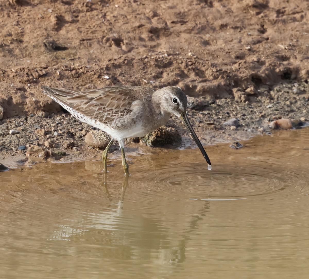 Long-billed Dowitcher - ML615695829