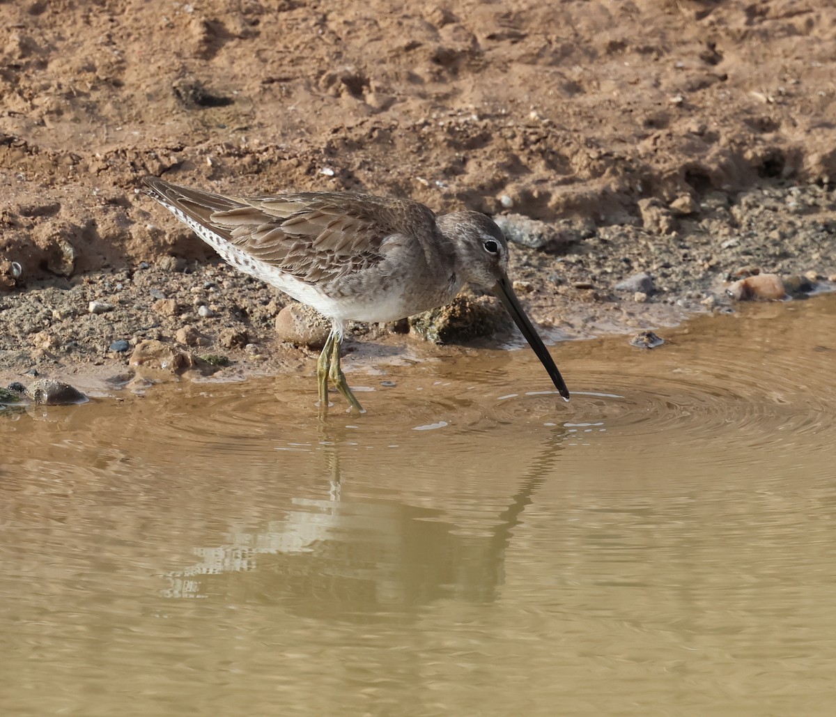 Long-billed Dowitcher - ML615695830
