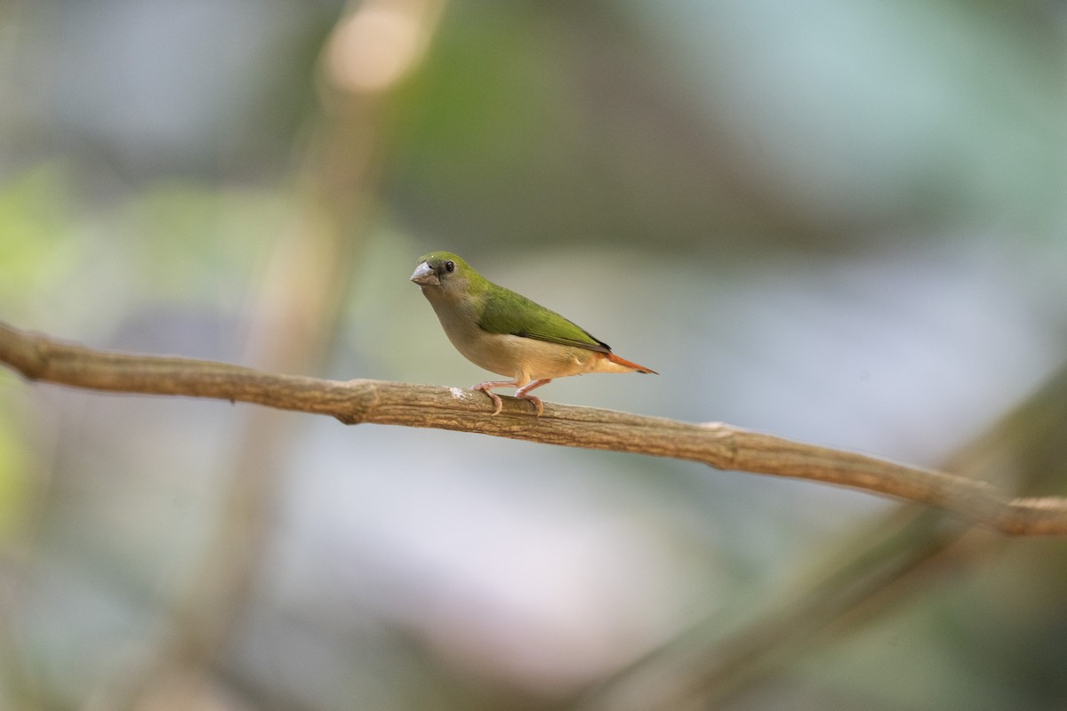 Pin-tailed Parrotfinch - ML615695836