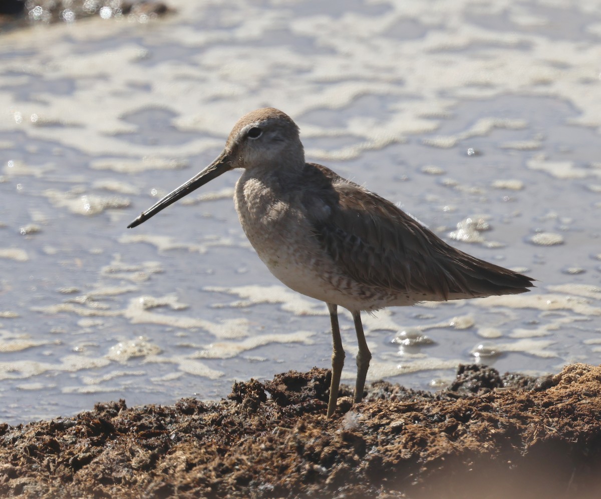 Long-billed Dowitcher - ML615695858