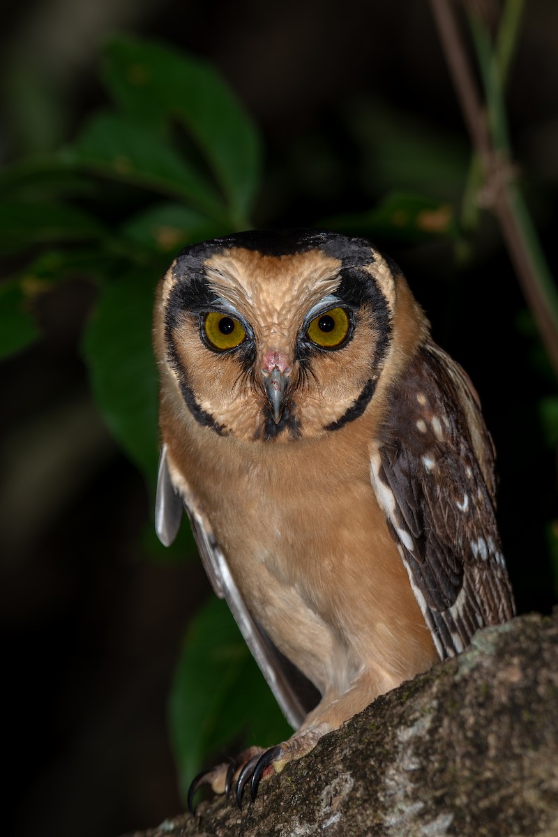 Buff-fronted Owl - ML615696036