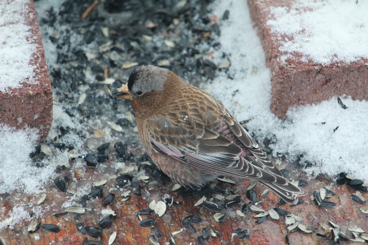 Gray-crowned Rosy-Finch - ML615696055
