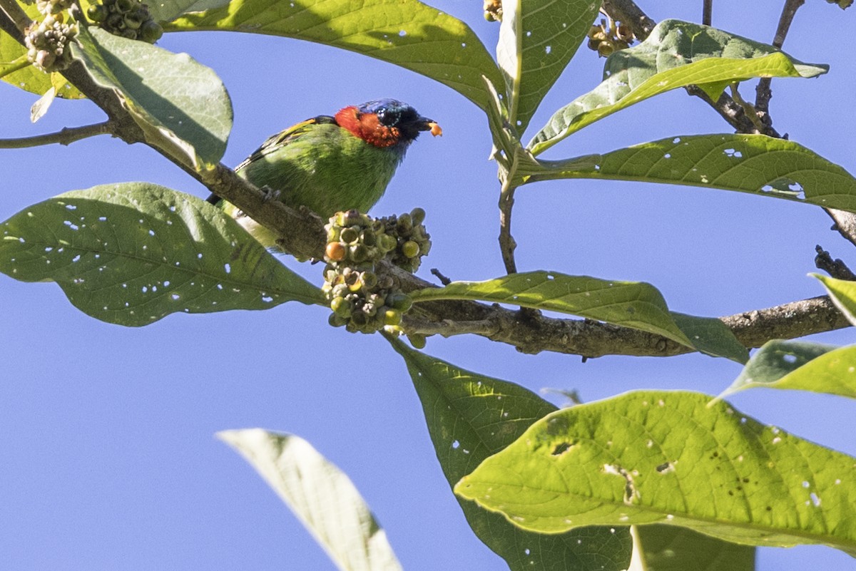 Red-necked Tanager - ML615696116