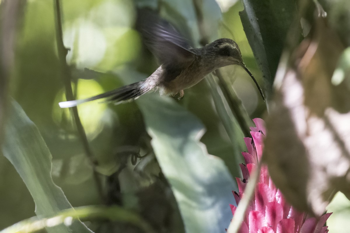 kolibřík temnohrdlý - ML615696127