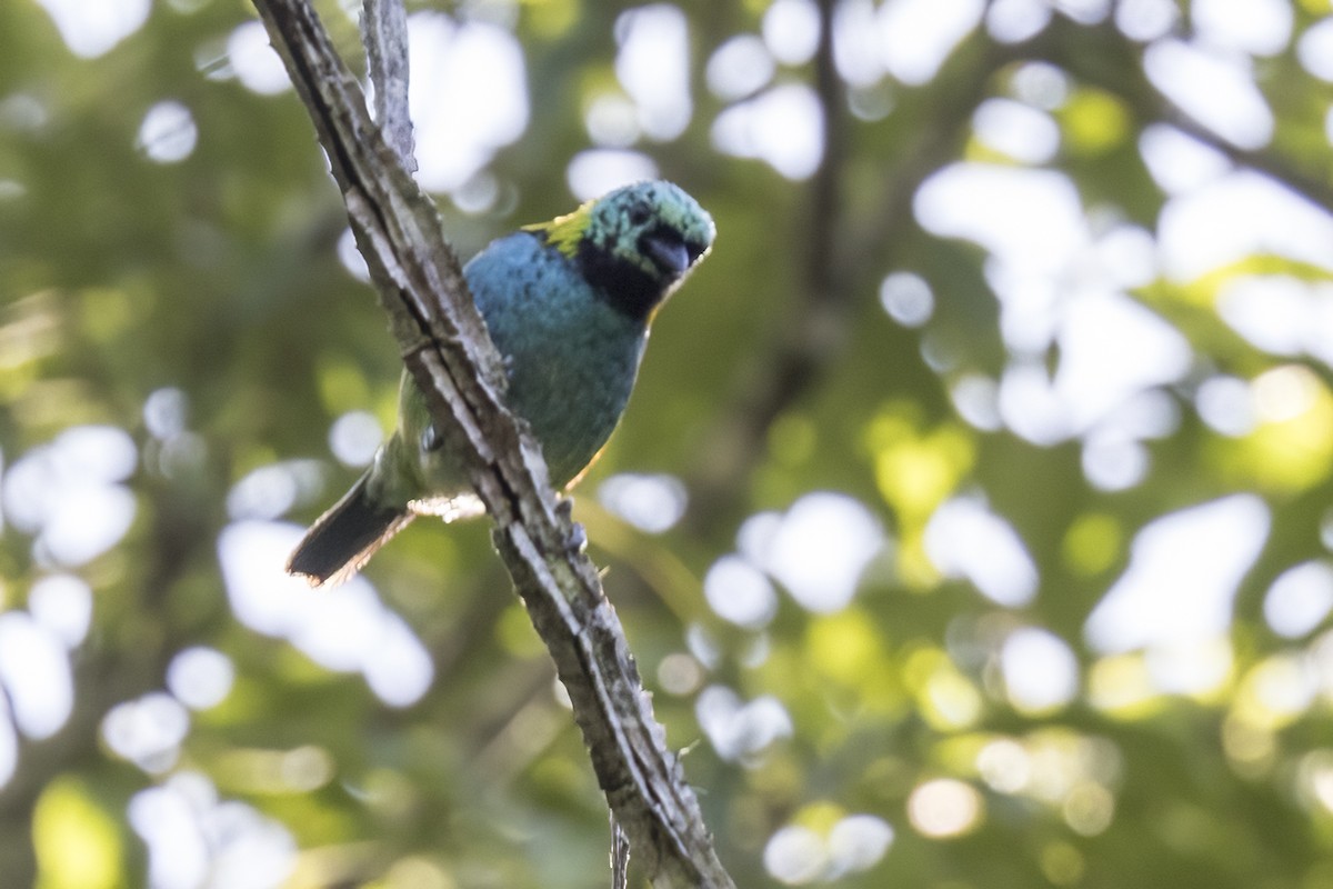 Green-headed Tanager - ML615696160