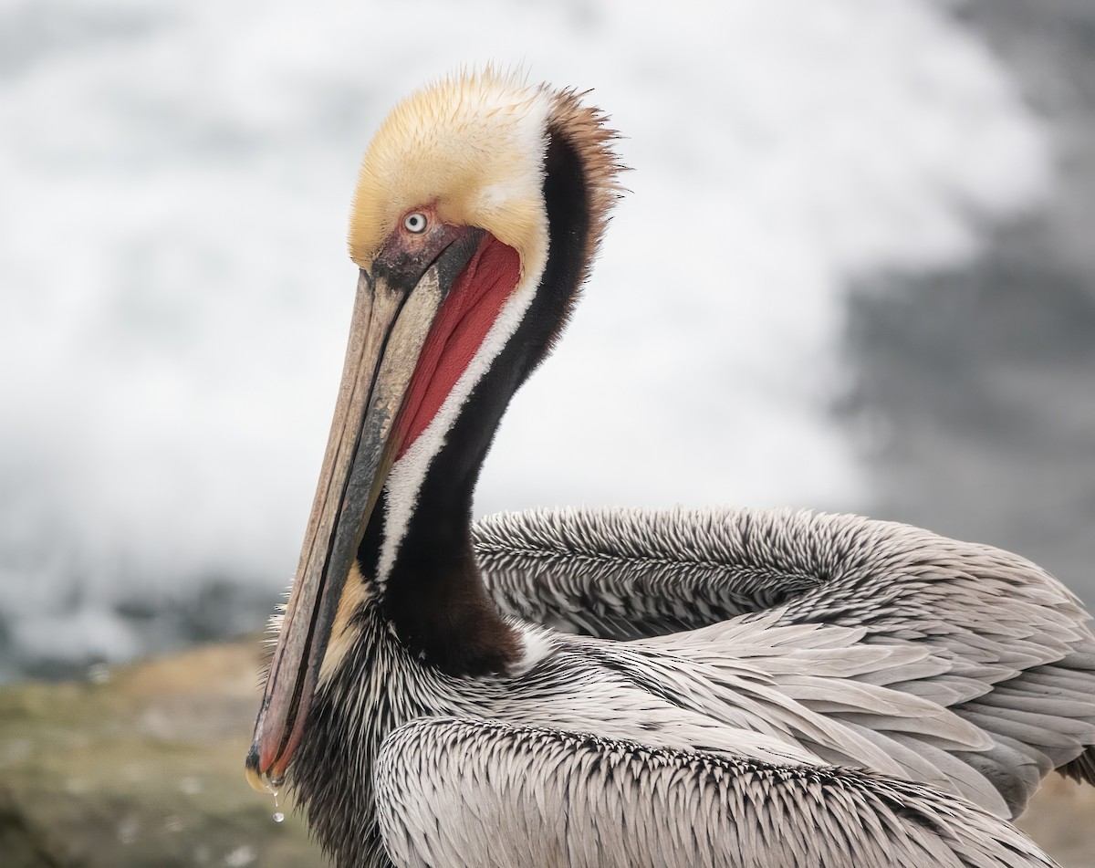 Brown Pelican (California) - Gary Bloomfield