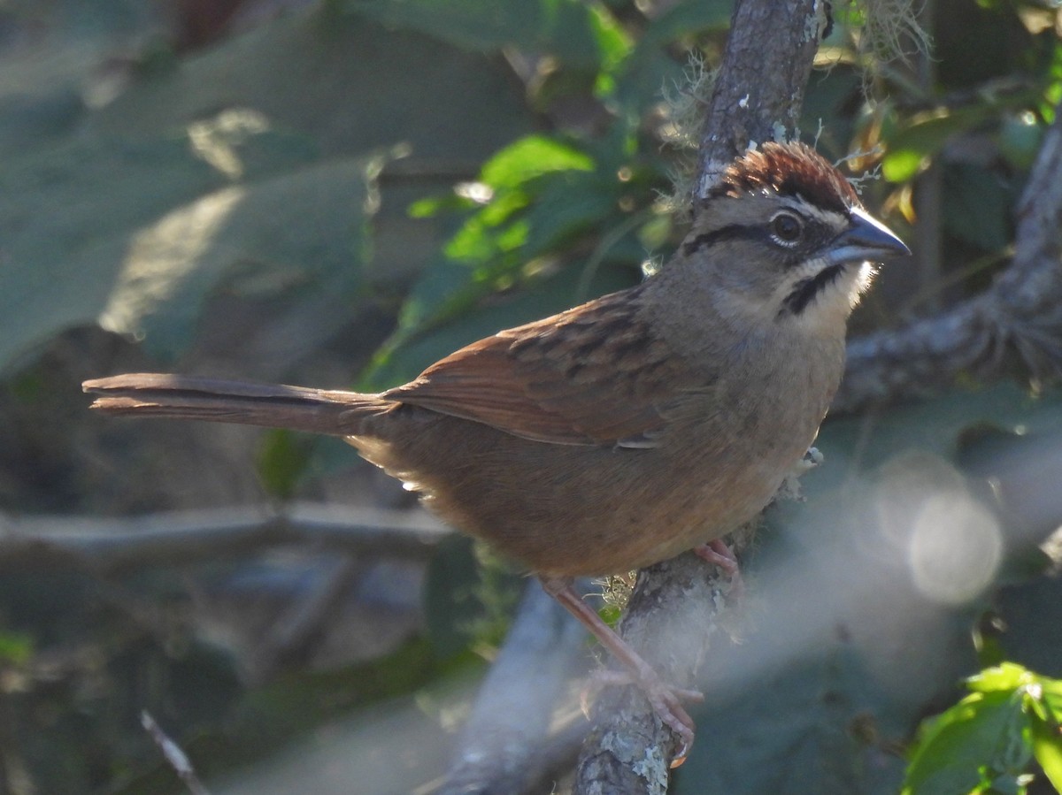 Rusty Sparrow - ML615696533
