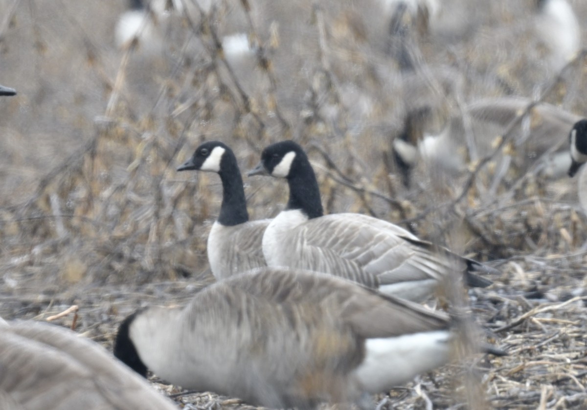 Cackling Goose (Richardson's) - ML615696893