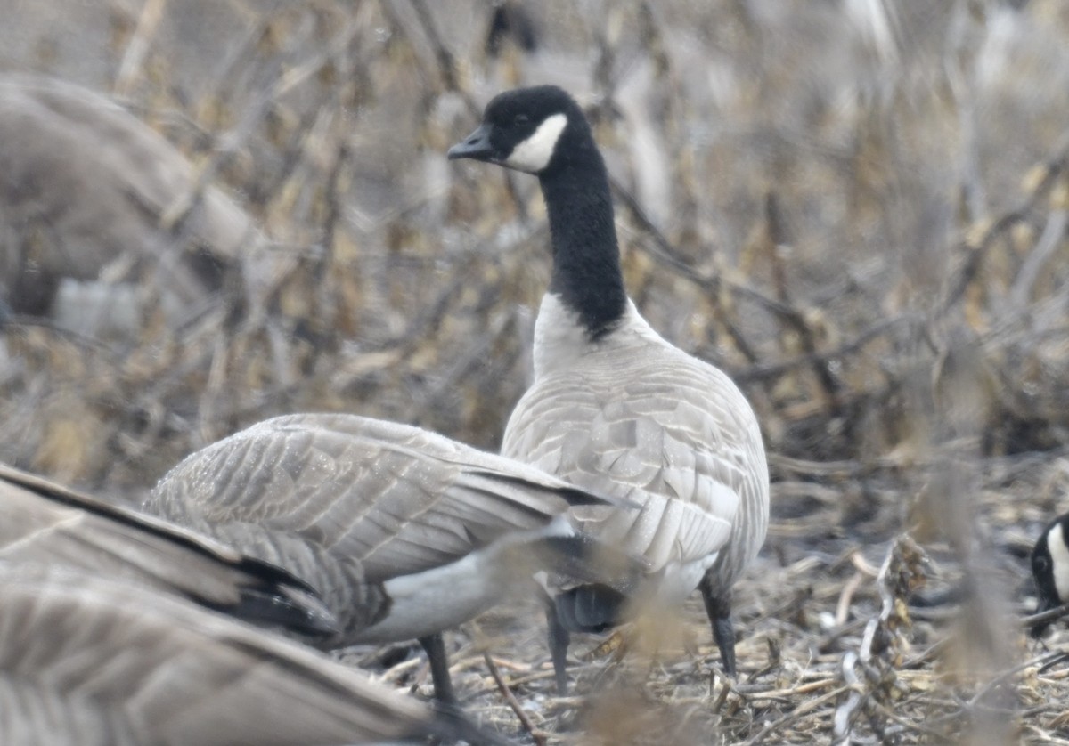 Cackling Goose (Richardson's) - ML615696894
