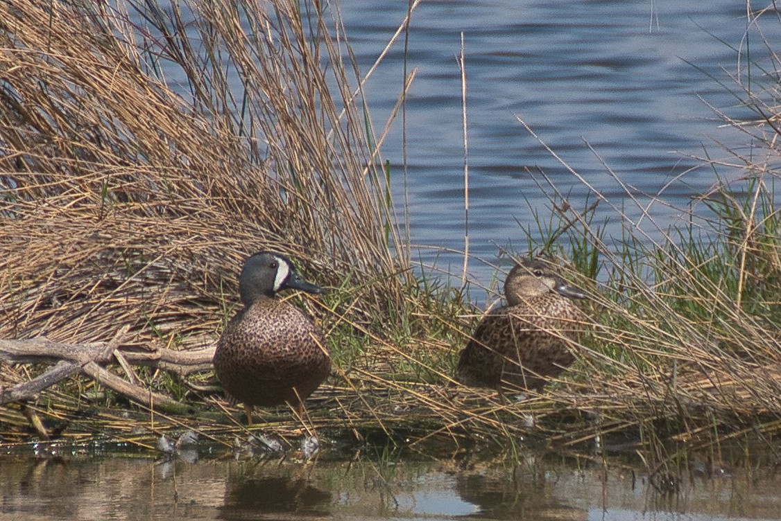 Blue-winged Teal - ML615696920