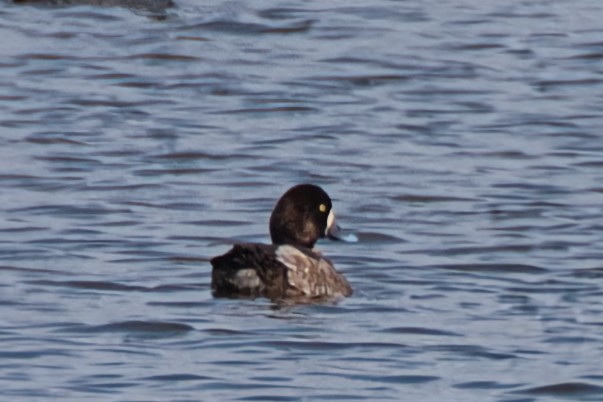 Greater Scaup - ML615696926