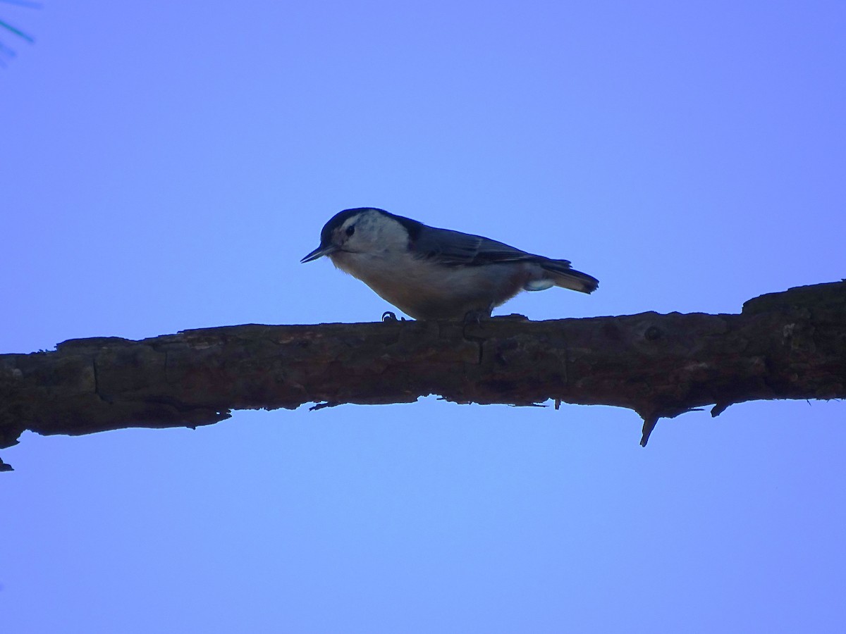 White-breasted Nuthatch - ML615697017