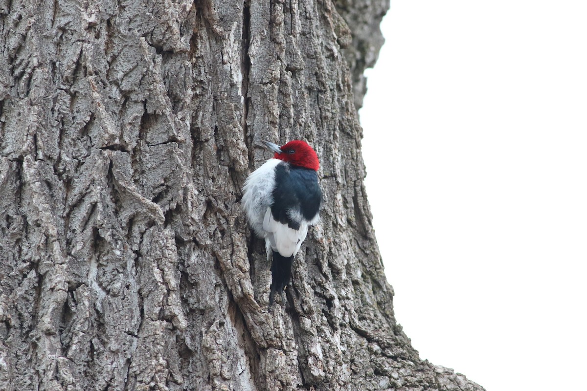 Red-headed Woodpecker - ML615697025