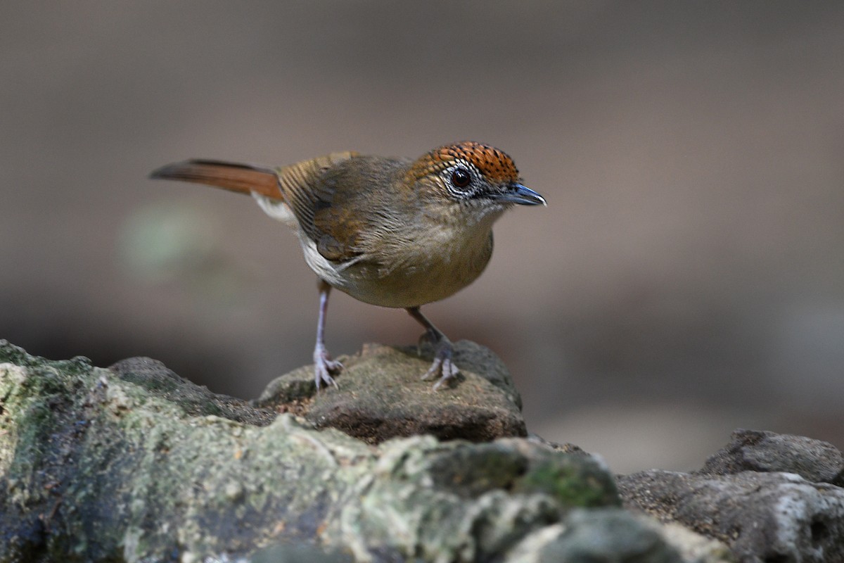 Scaly-crowned Babbler - ML615697041