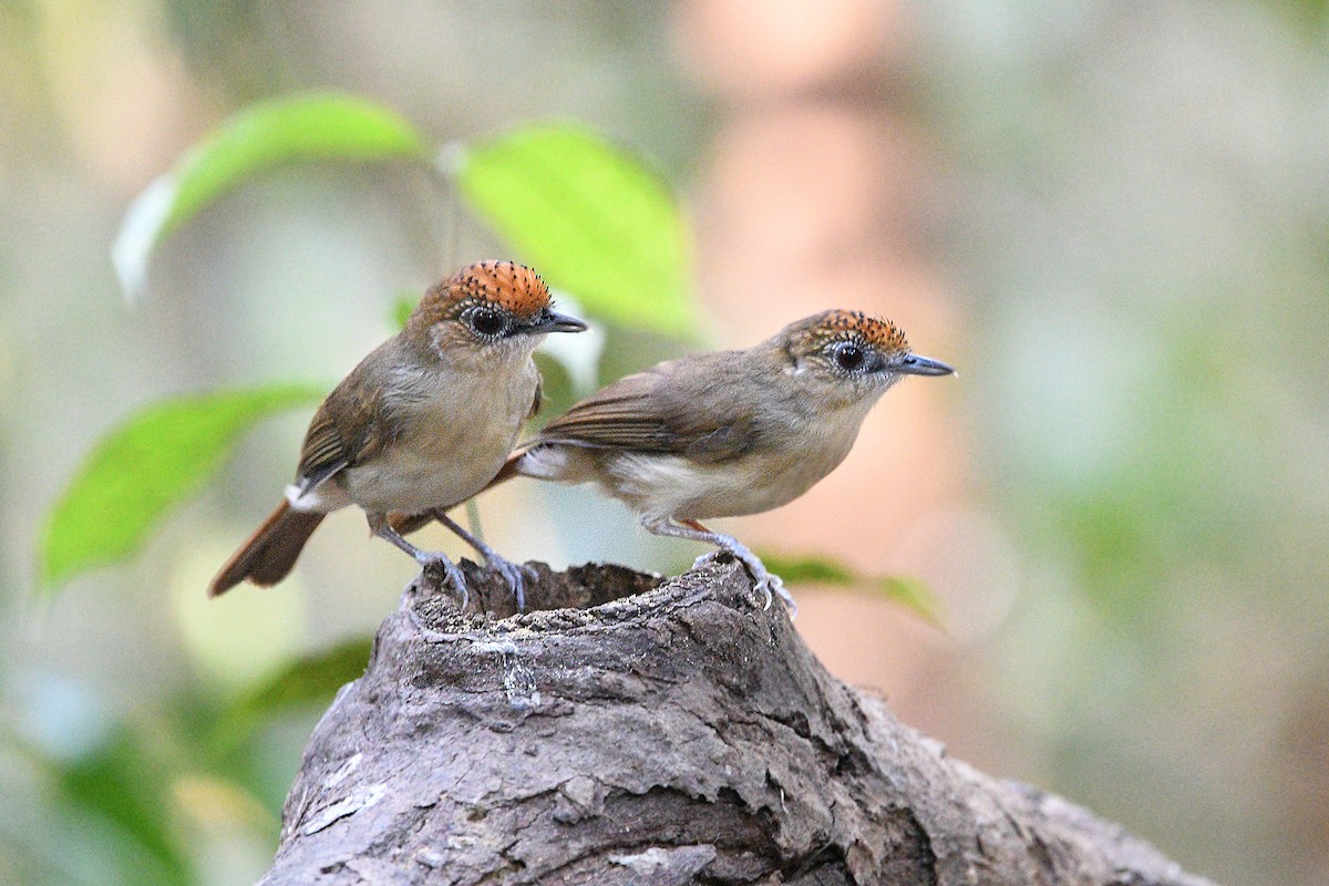 Scaly-crowned Babbler - ML615697042