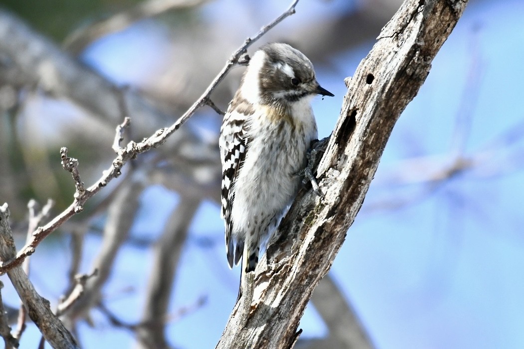 Japanese Pygmy Woodpecker - Russell Waugh