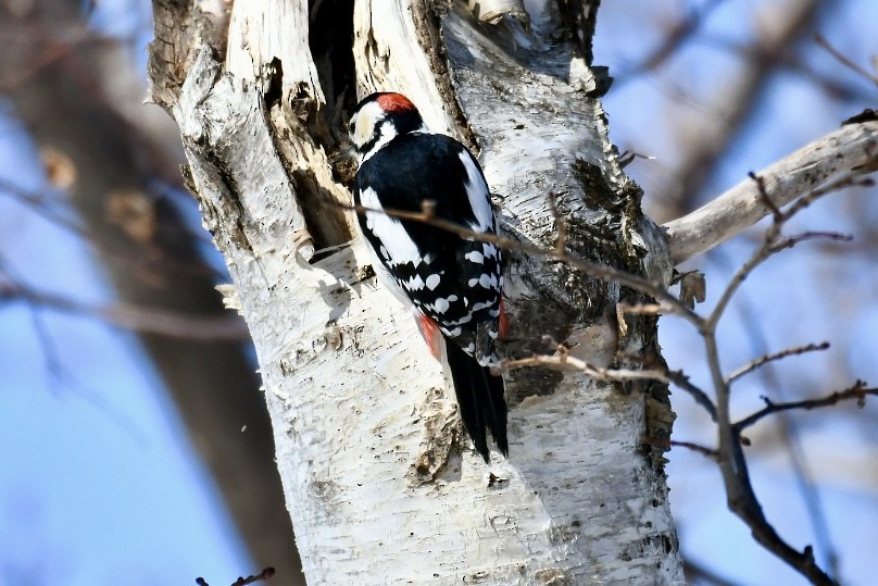 Great Spotted Woodpecker - Russell Waugh
