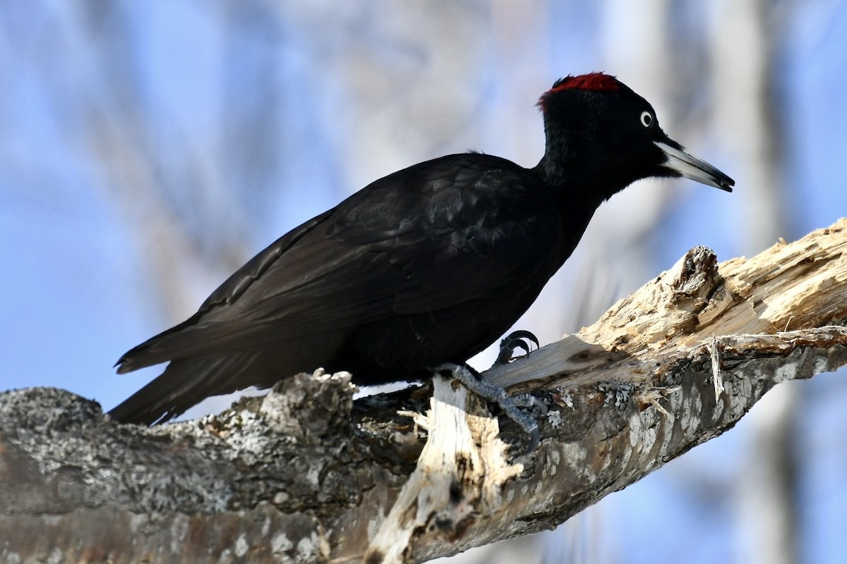 Black Woodpecker - ML615697068