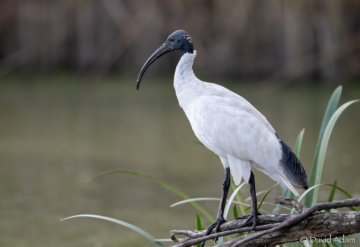 ibis australský - ML615697711