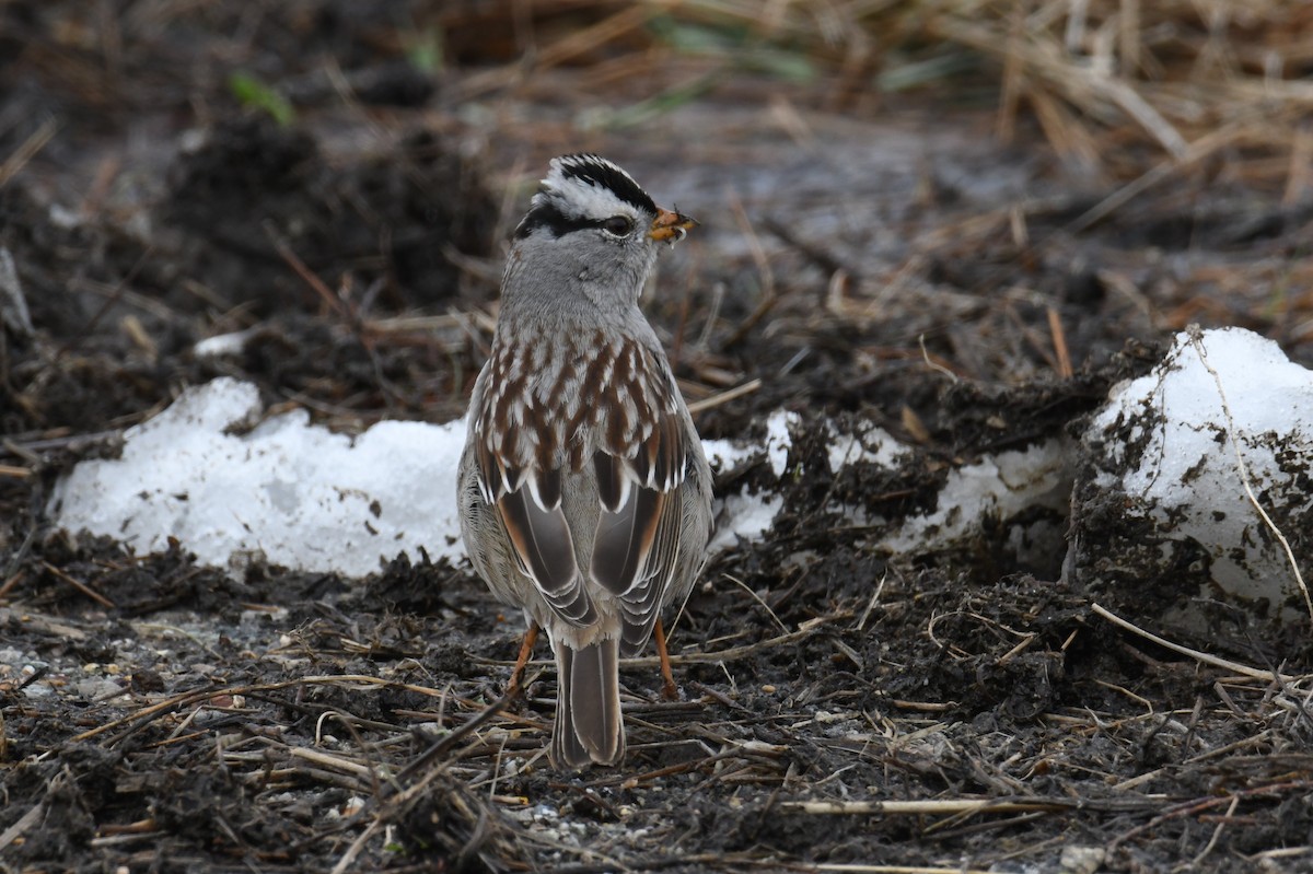 White-crowned Sparrow - ML615697715