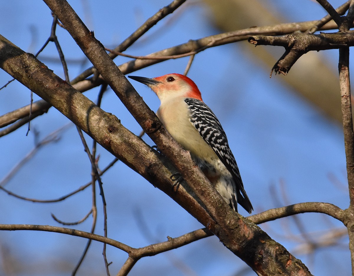 Red-bellied Woodpecker - Brian Hicks