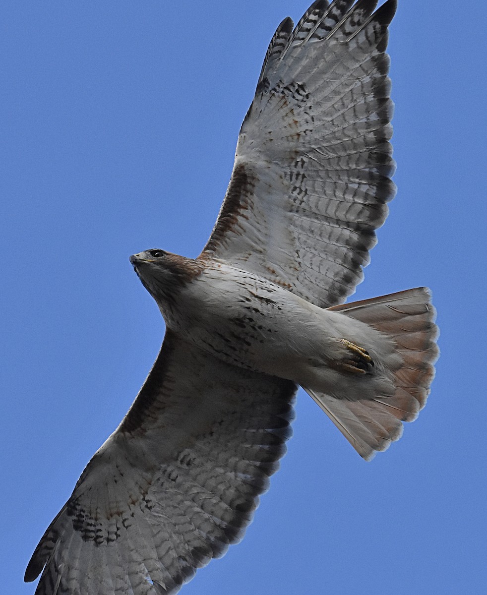 Red-tailed Hawk - ML615697773