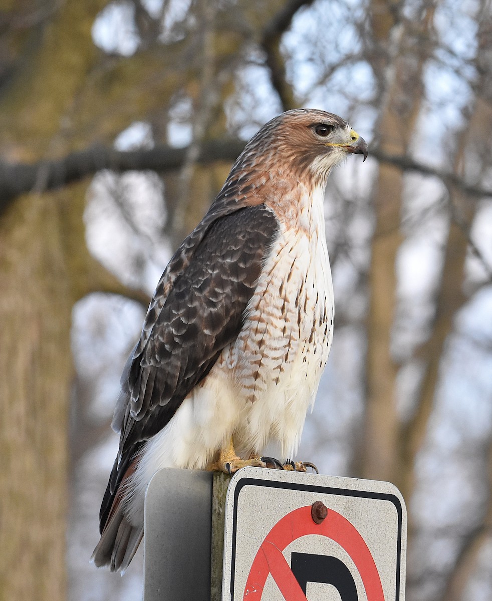 Red-tailed Hawk - ML615697774