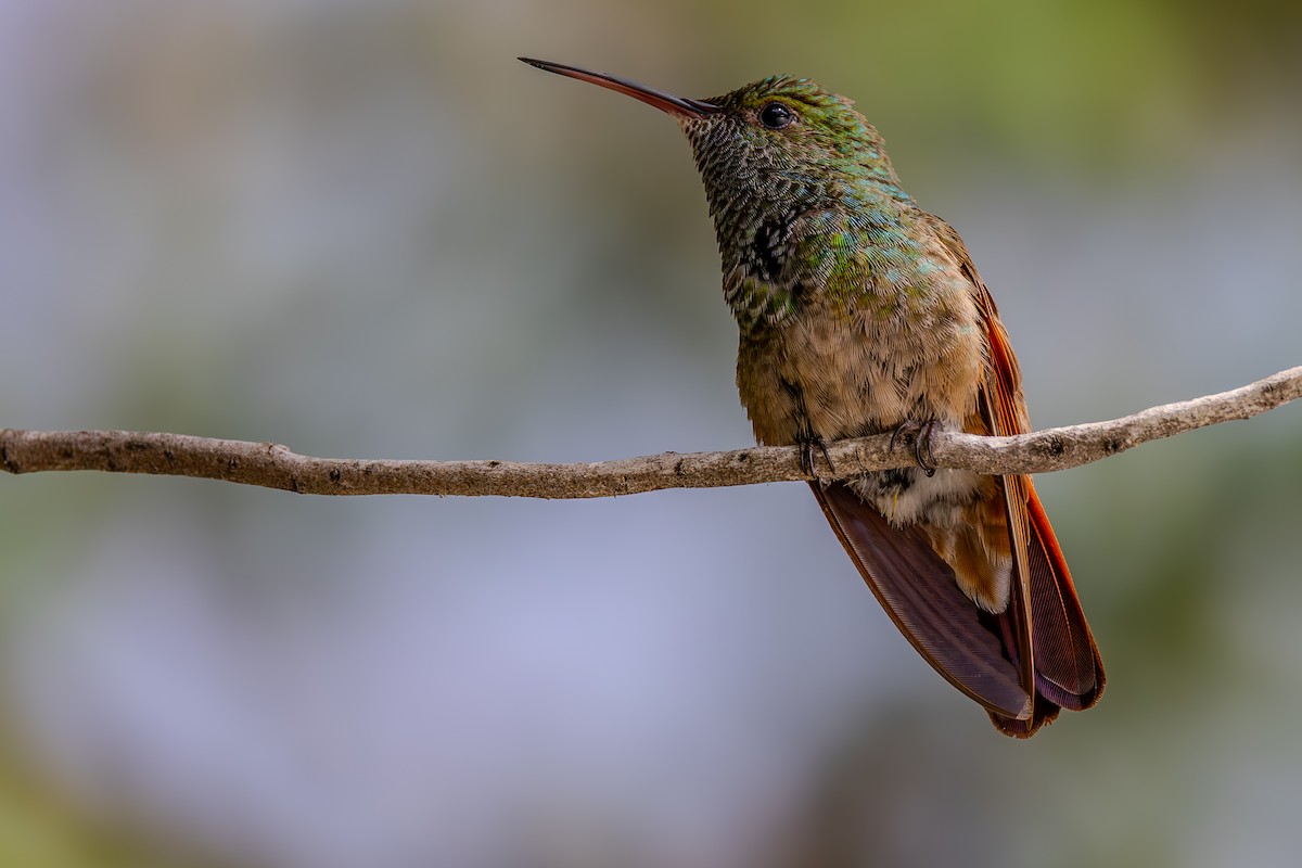 Berylline Hummingbird - Lance Runion 🦤