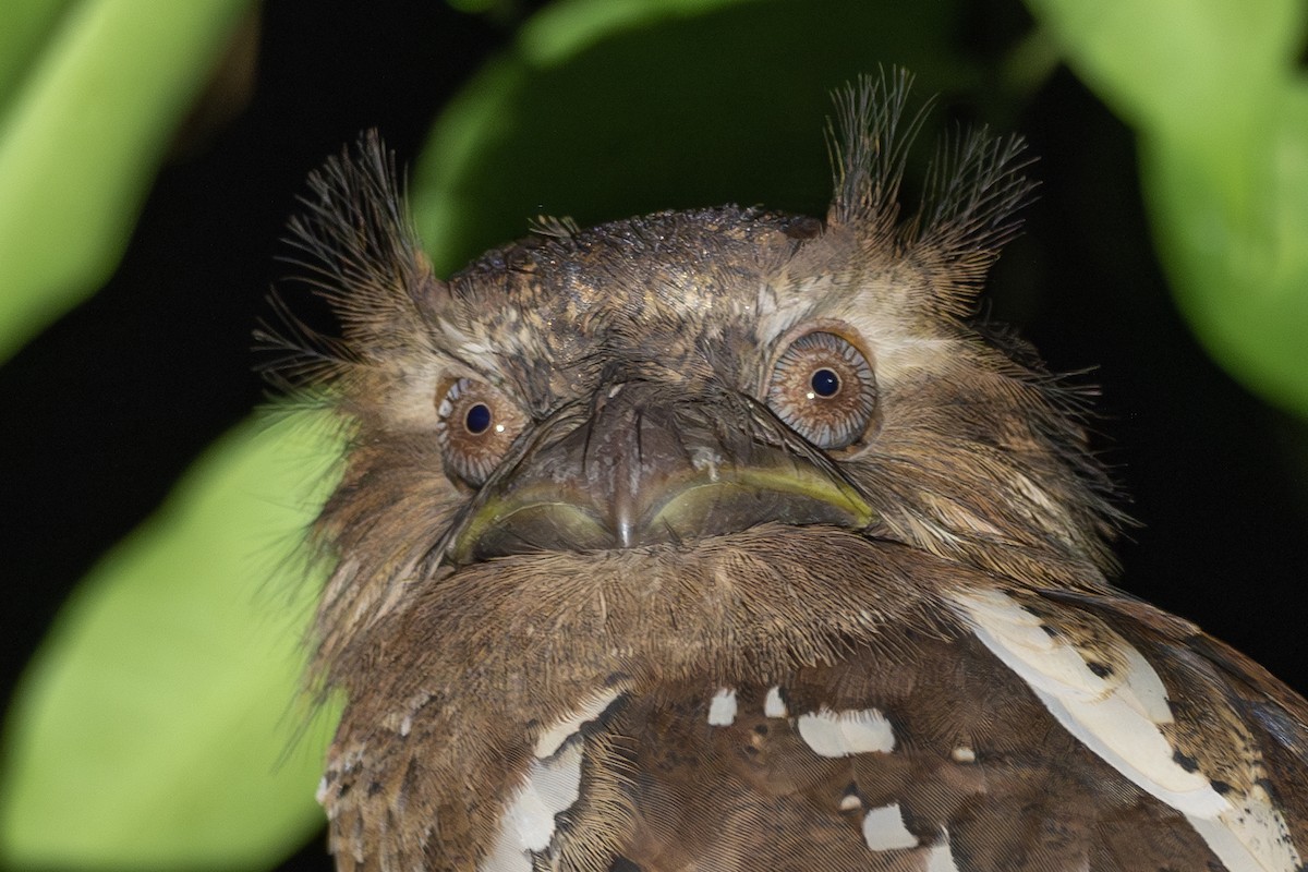 Philippine Frogmouth - ML615697848