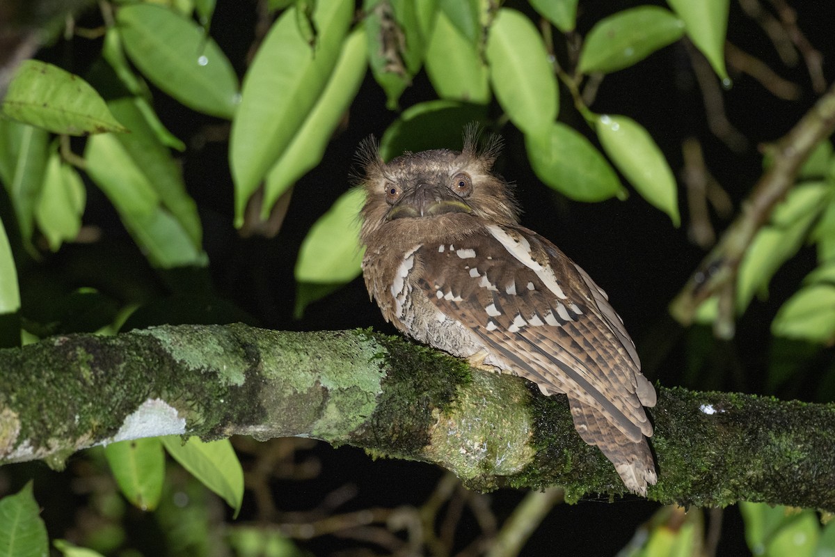 Philippine Frogmouth - ML615697850