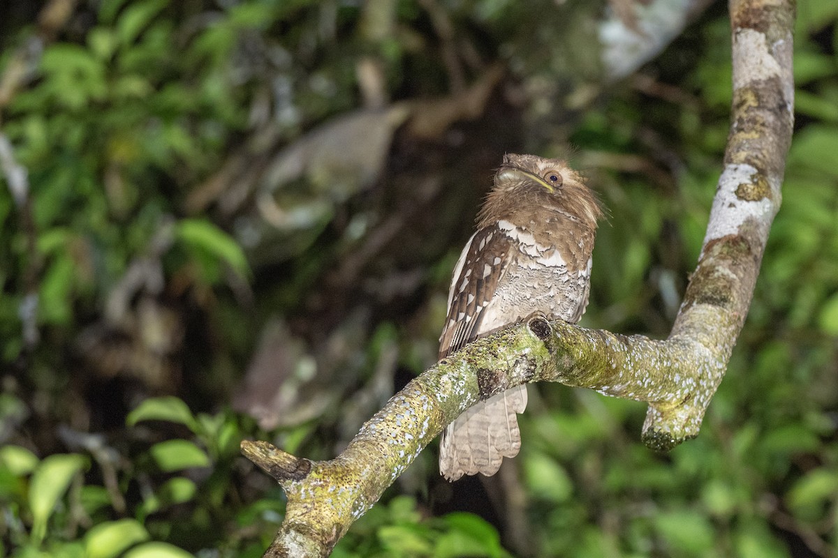 Philippine Frogmouth - ML615697851